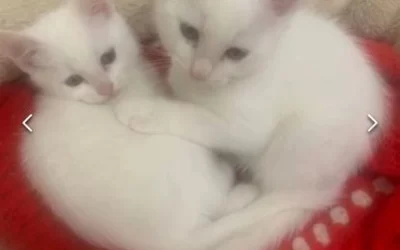 2 Male Kitten Siblings, loving, cheeky! Adorable