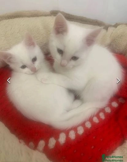 2 Male Kitten Siblings, loving, cheeky! Adorable